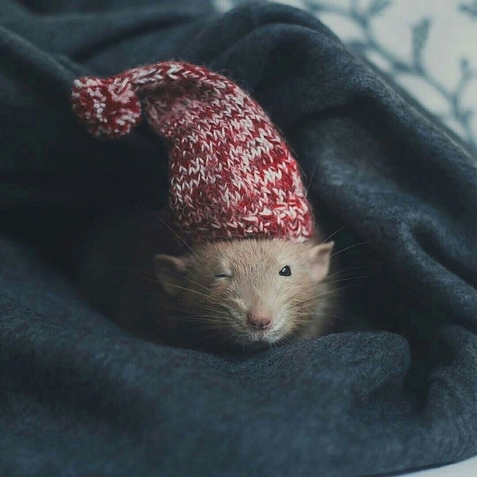 Крыса в шапке