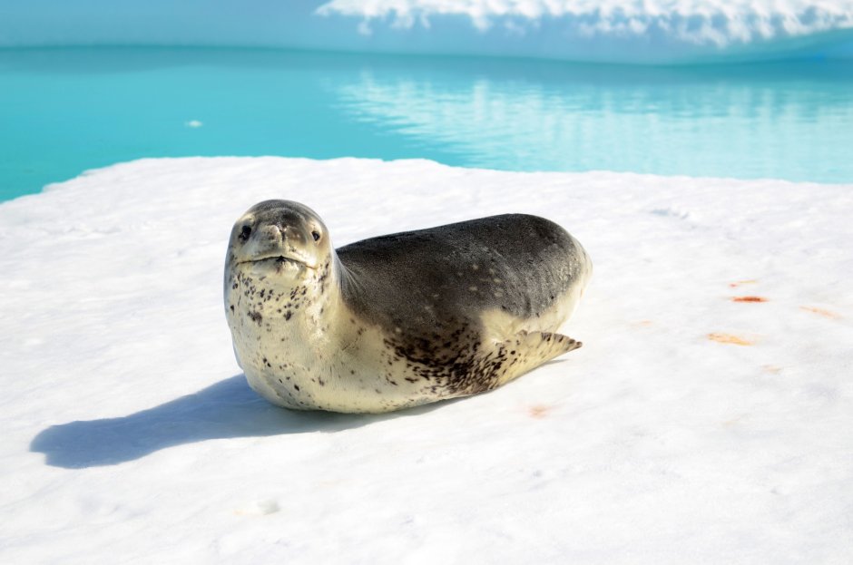 Морской леопард