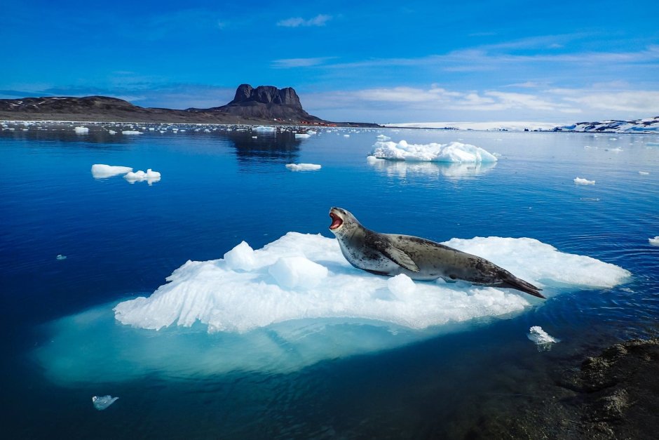 Морской леопард в Антарктиде