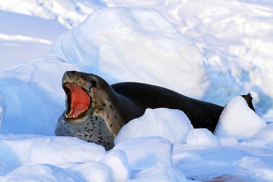 Морской леопард ареал