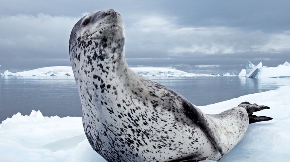 Кристи Браун морской леопард