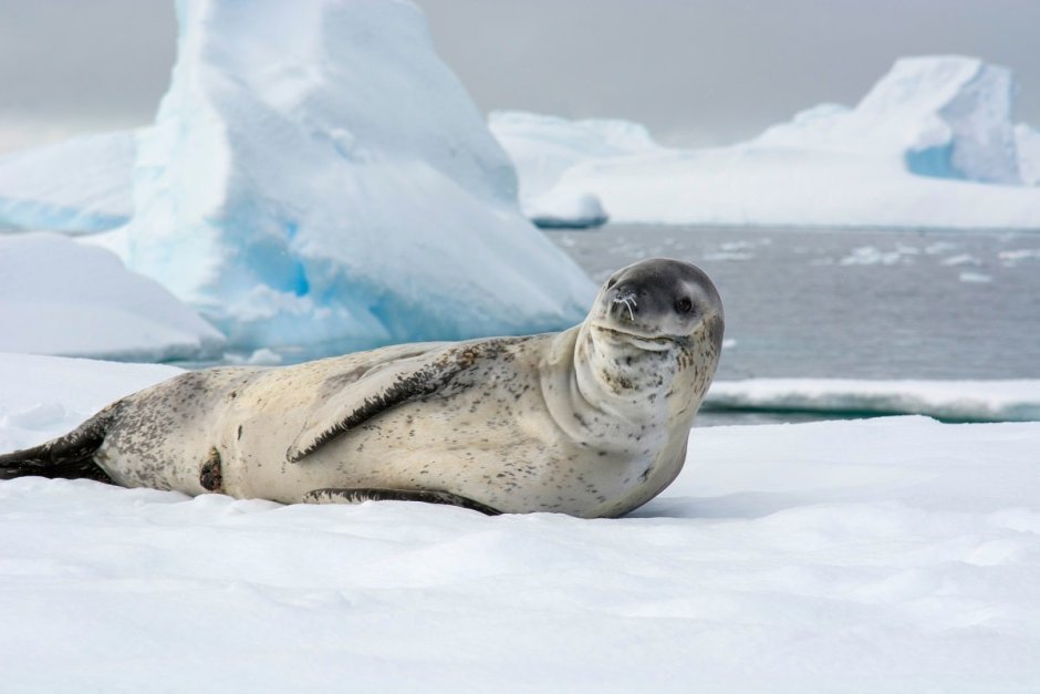 Морской леопард в Антарктиде