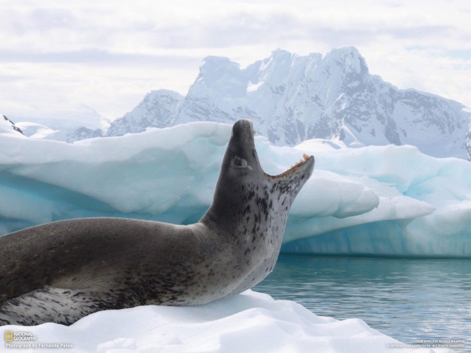 Антарктида животный мир морской леопард