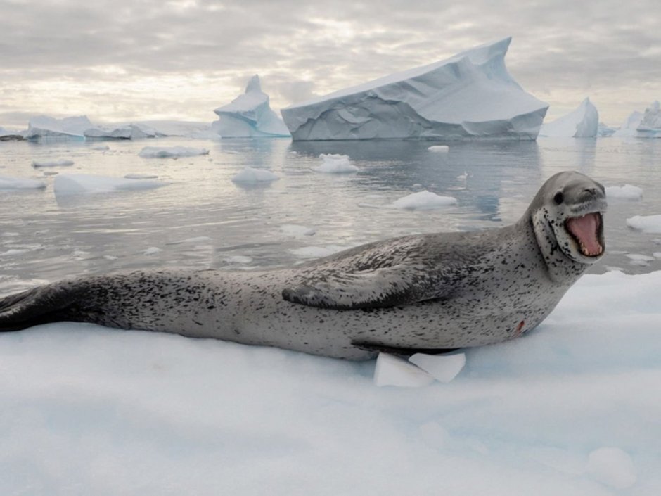 Пол Никлен морской леопард