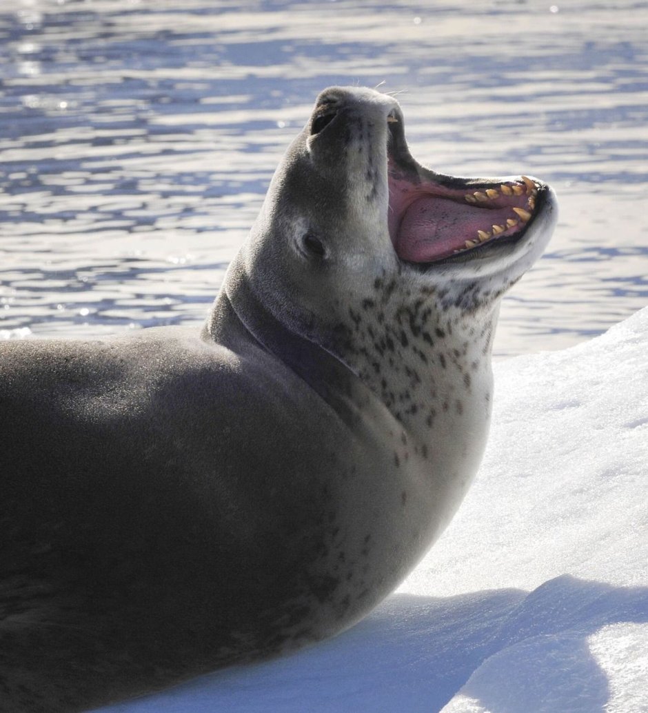 Кирсти Браун морской леопард