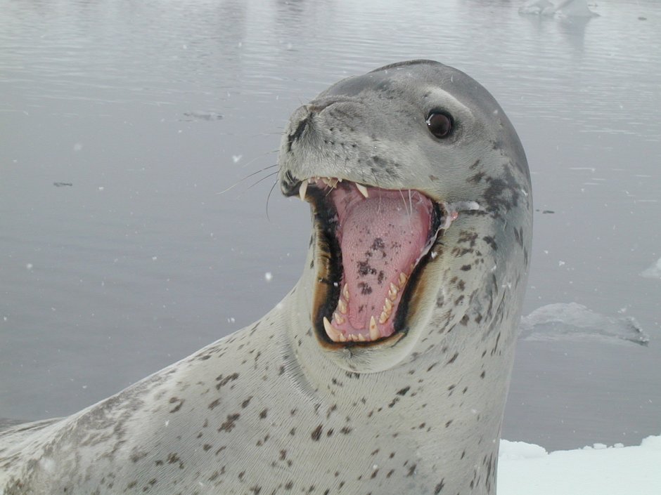 Ластоногие морской леопард