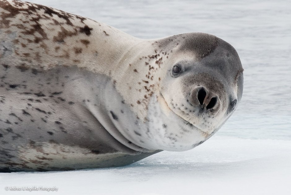 Ластоногие морской леопард