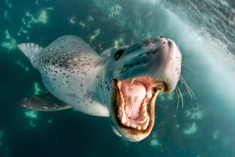 Морской леопард Южный полюс