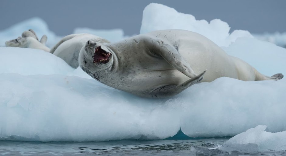 Морской леопард Арктика