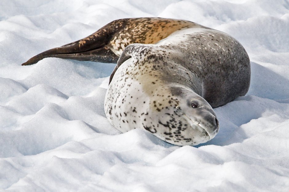 Морской леопард фото в антарктиде