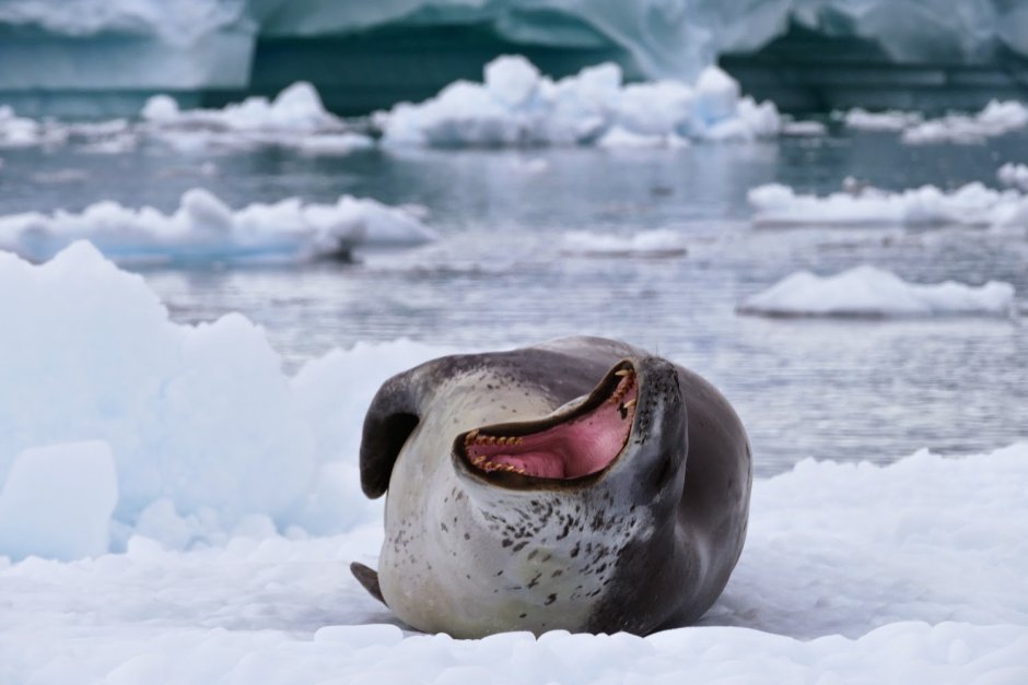 Леопардовый Пингвин