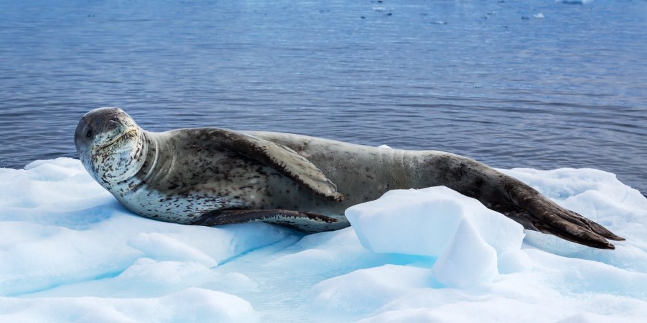 Антарктический морской леопард