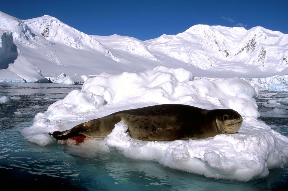 Морской леопард живет в Антарктиде