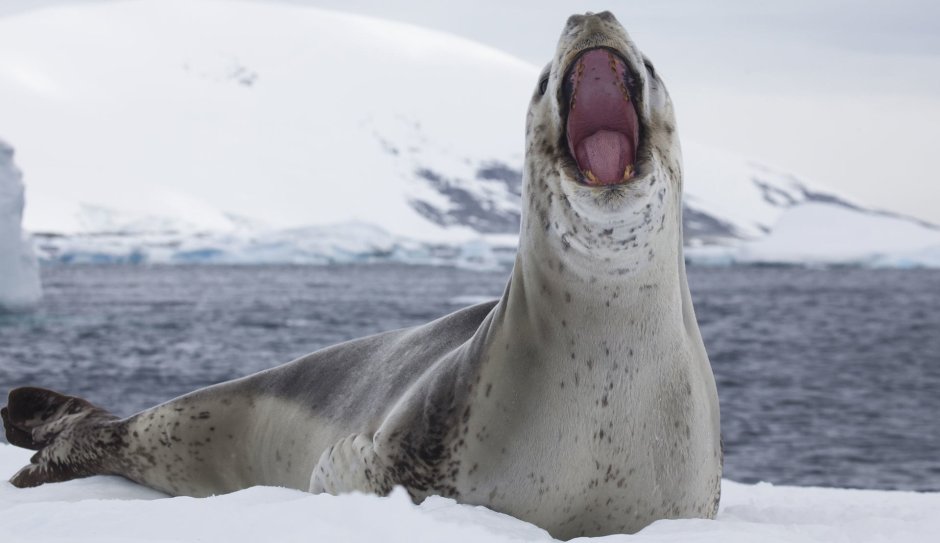 Морской леопард в Антарктике