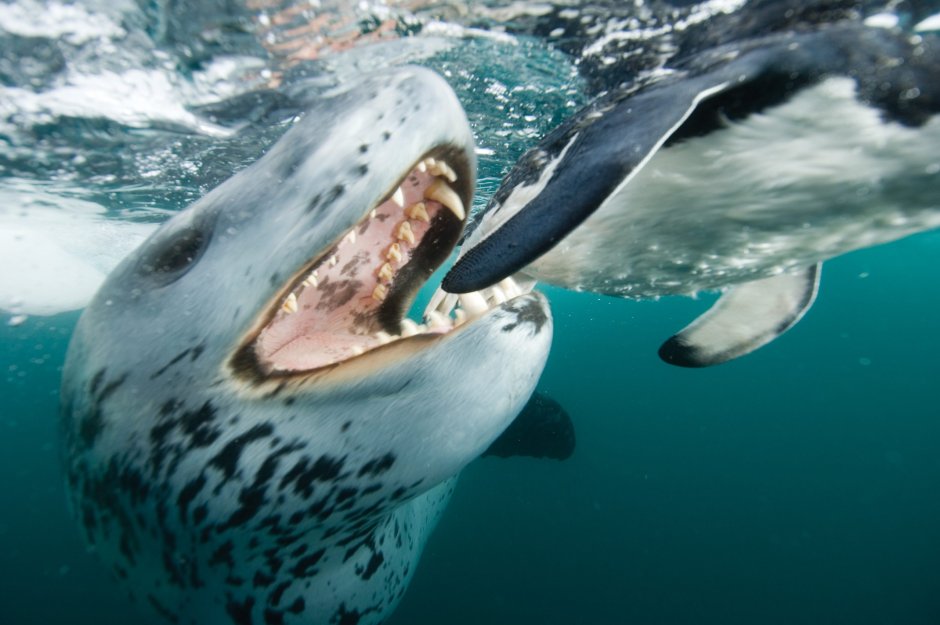 Морской леопард подо льдом