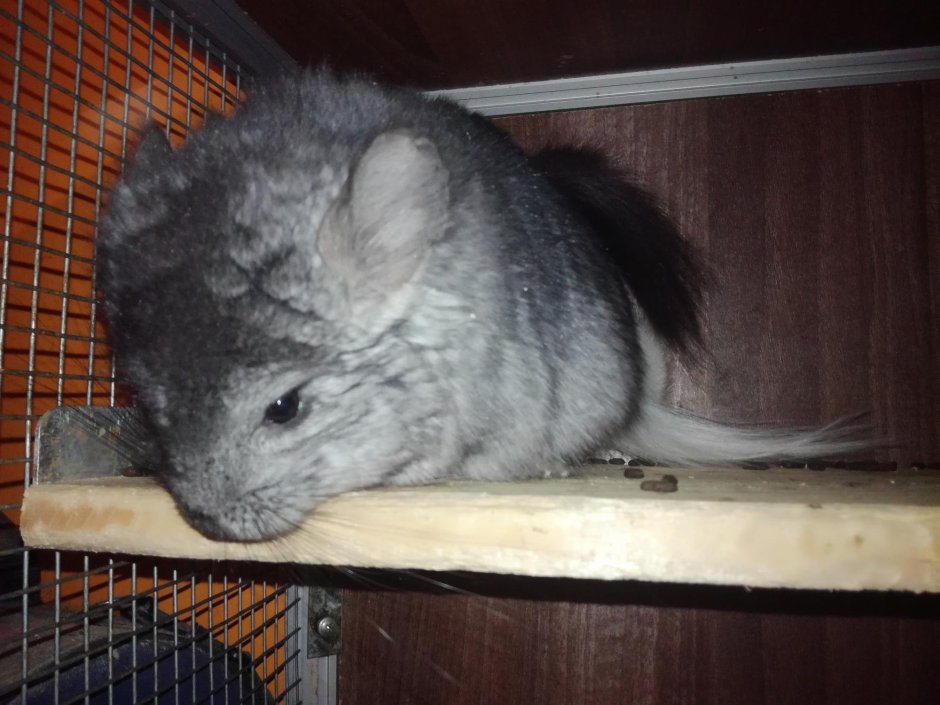 Шиншилла графит