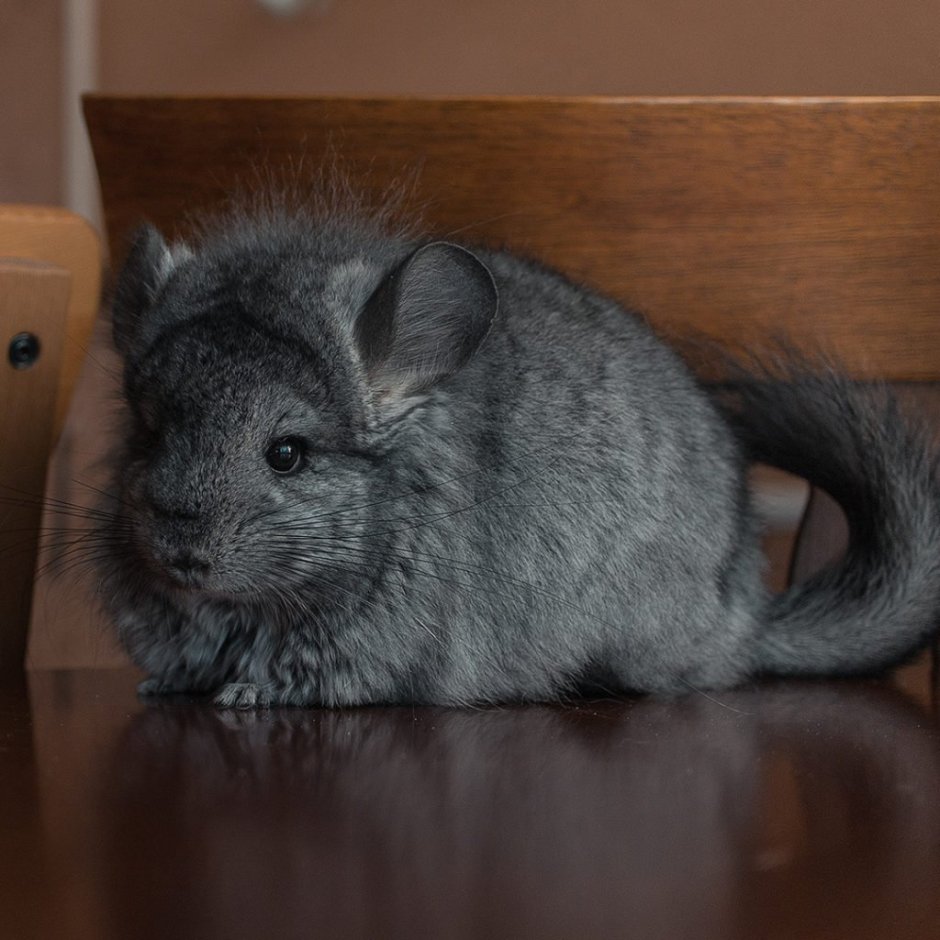 Шиншилла ангорская Королевская