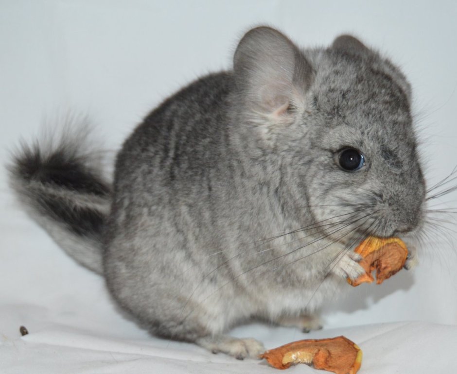 Шиншилла Королевская Персидская