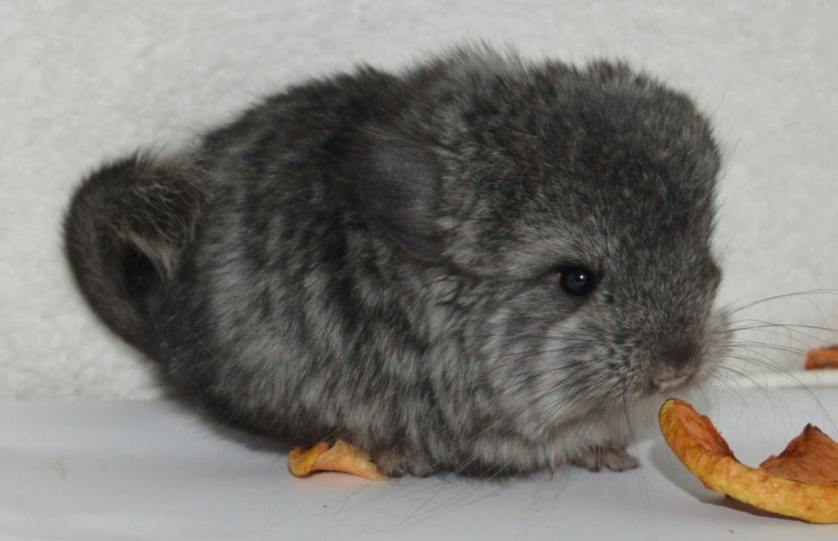 Шиншилла Королевская Персидская ангора