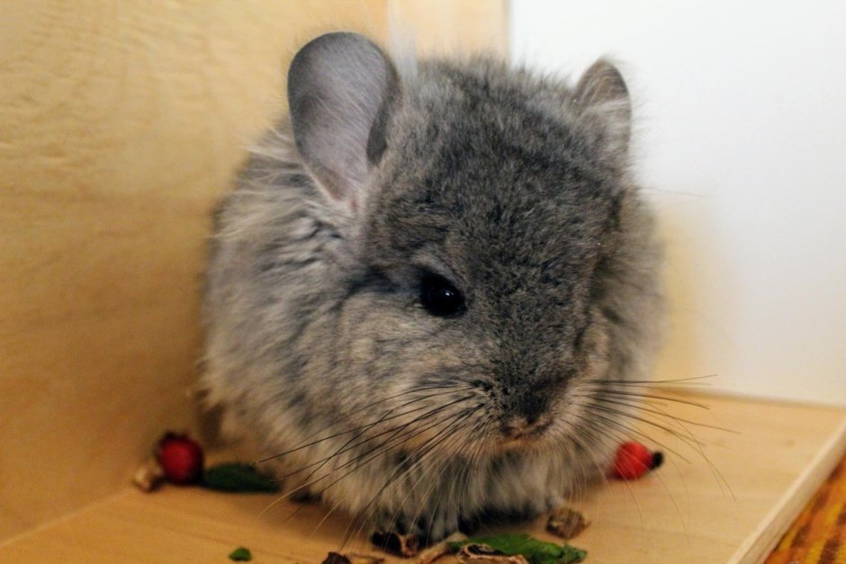 Шиншилла Королевская Персидская ангора