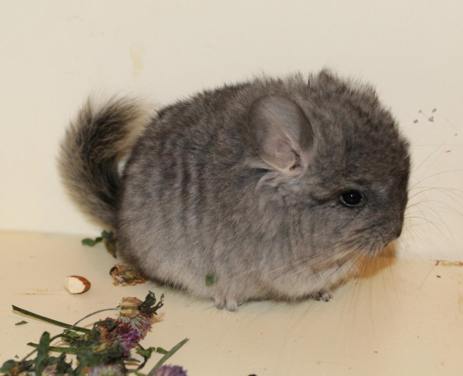 Шиншилла КПА Королевская Персидская ангора