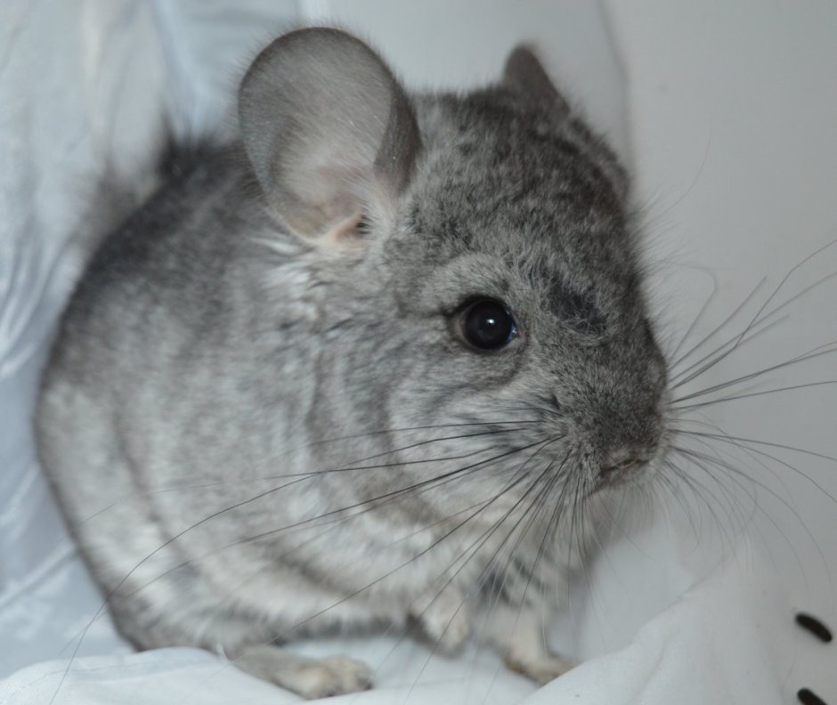 Шиншилла ангорская Королевская Персидская