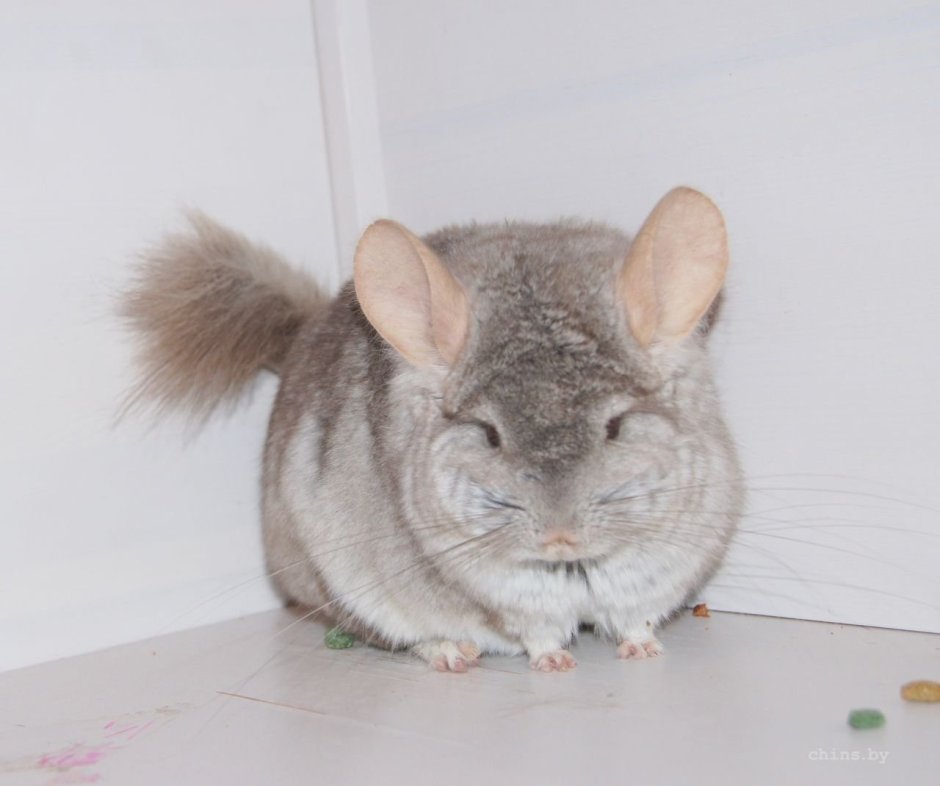 Шиншилла бежевая ангора