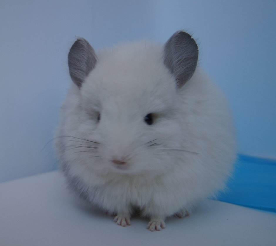 Шиншилла ангорская Королевская