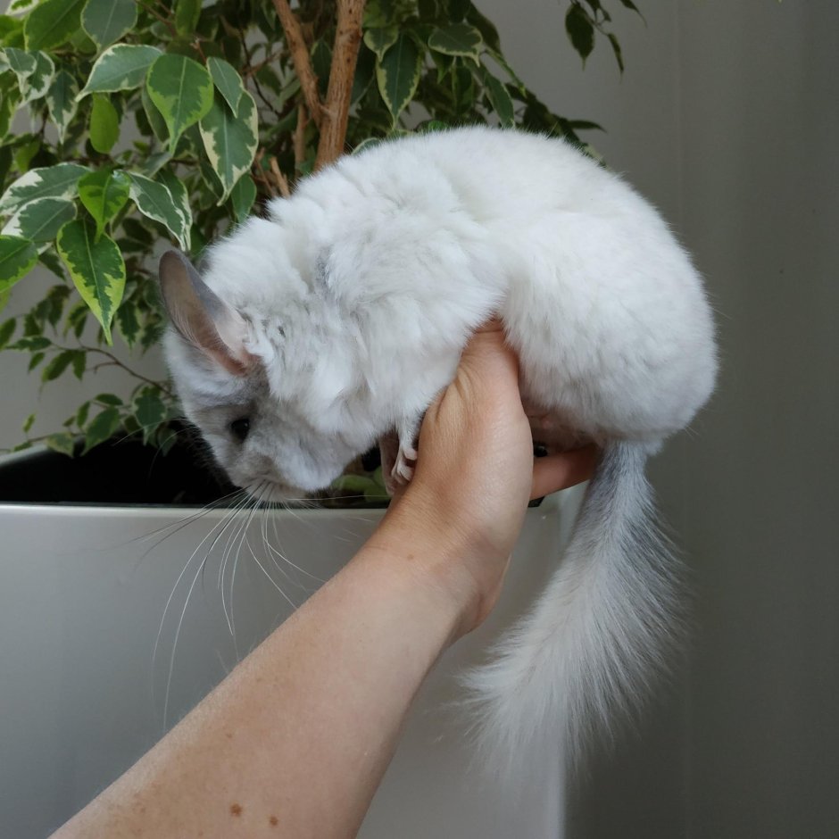 Королевская ангора шиншилла