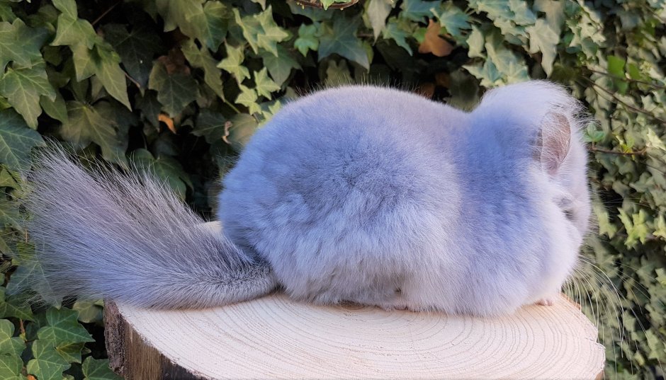 Ангорская шиншилла