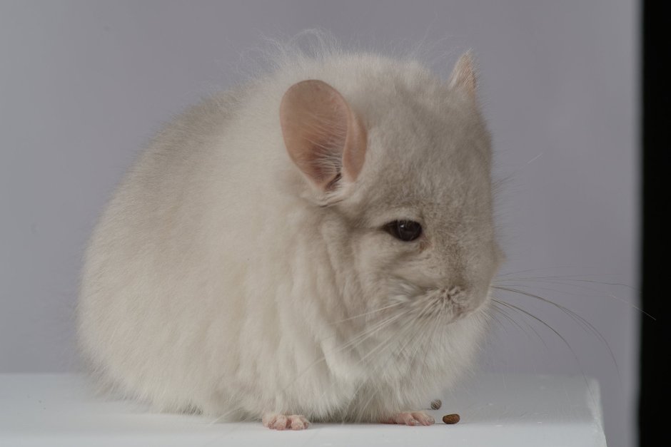 Белый лова шиншилла