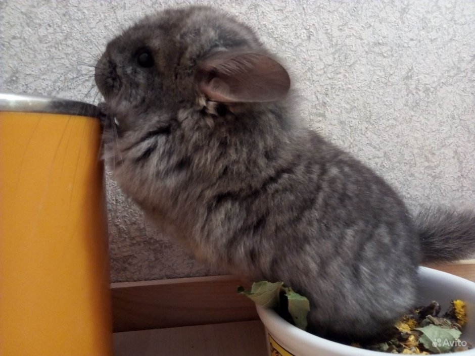 Шиншилла принцесса