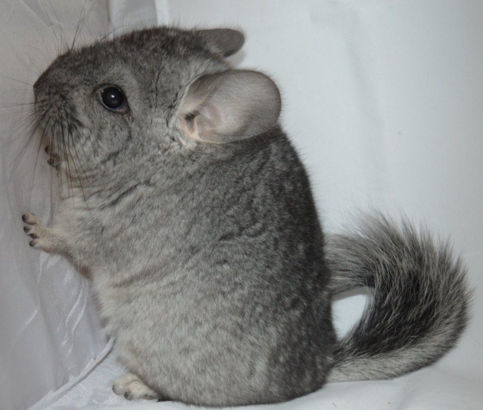 Шиншилла ангорская Королевская Персидская