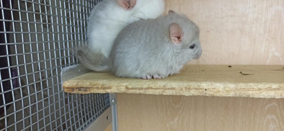 Шиншилла ангора