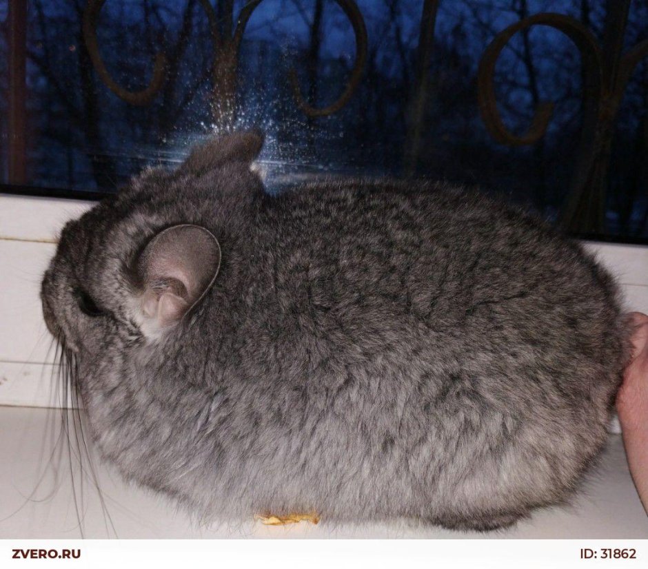 Голд бар шиншилла ангора