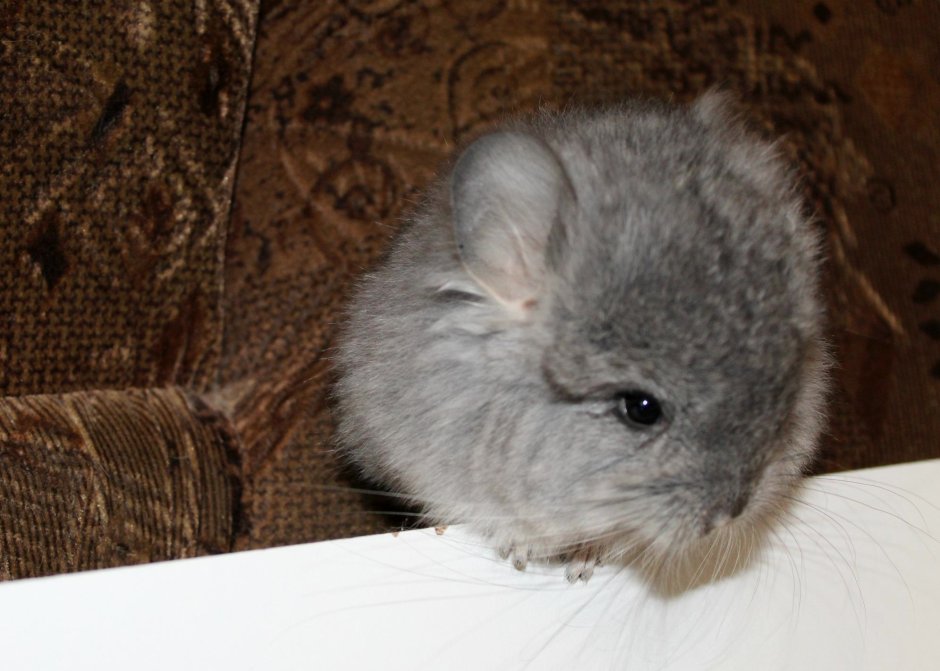 Шиншилла Королевская Персидская ангора