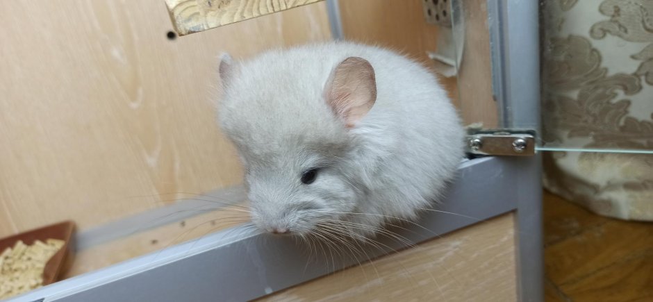 Шиншилла носитель ангоры