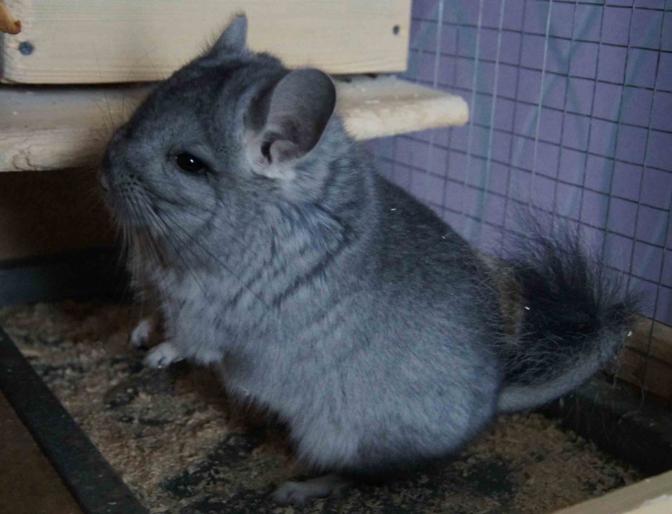 Шиншилла Королевская Персидская ангора