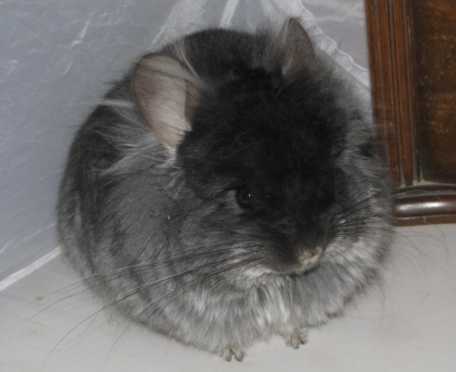 Шиншилла ангора