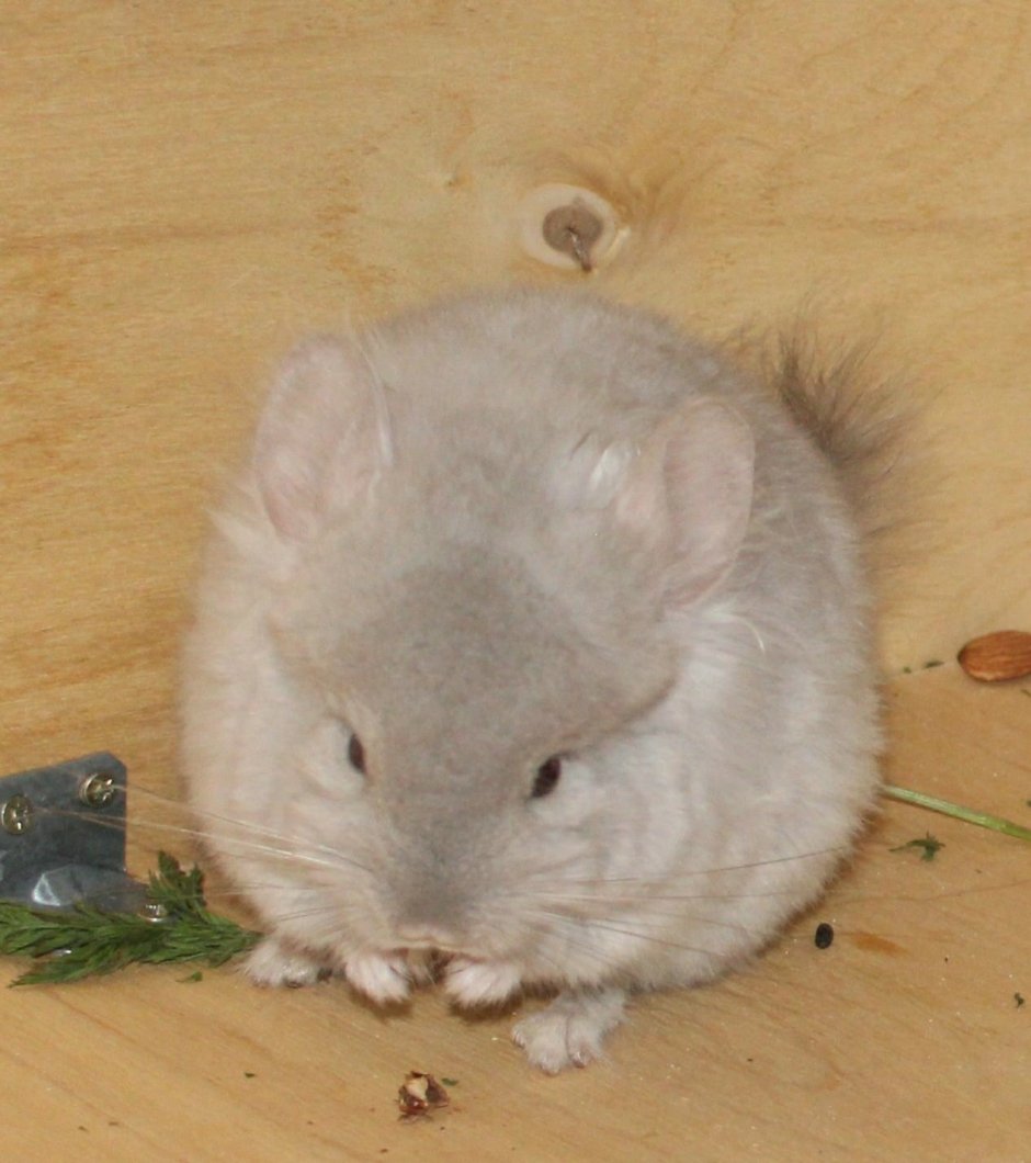 Шиншилла фиолетовая Королевская Персидская ангора