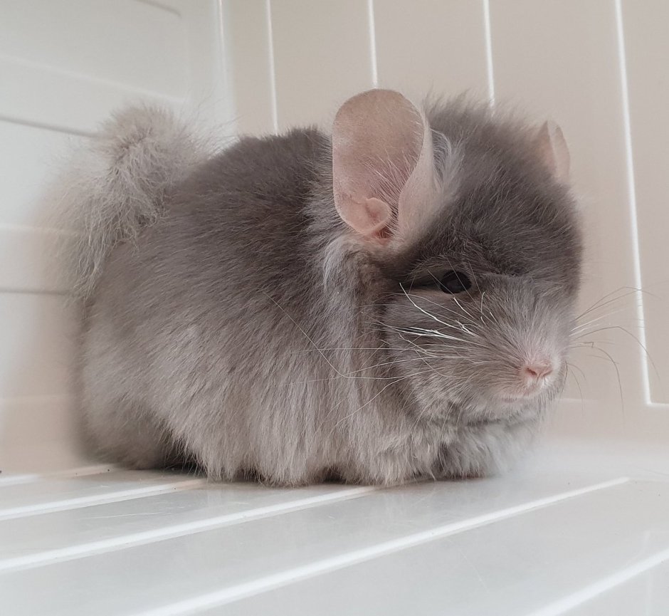 Шиншилла ангора