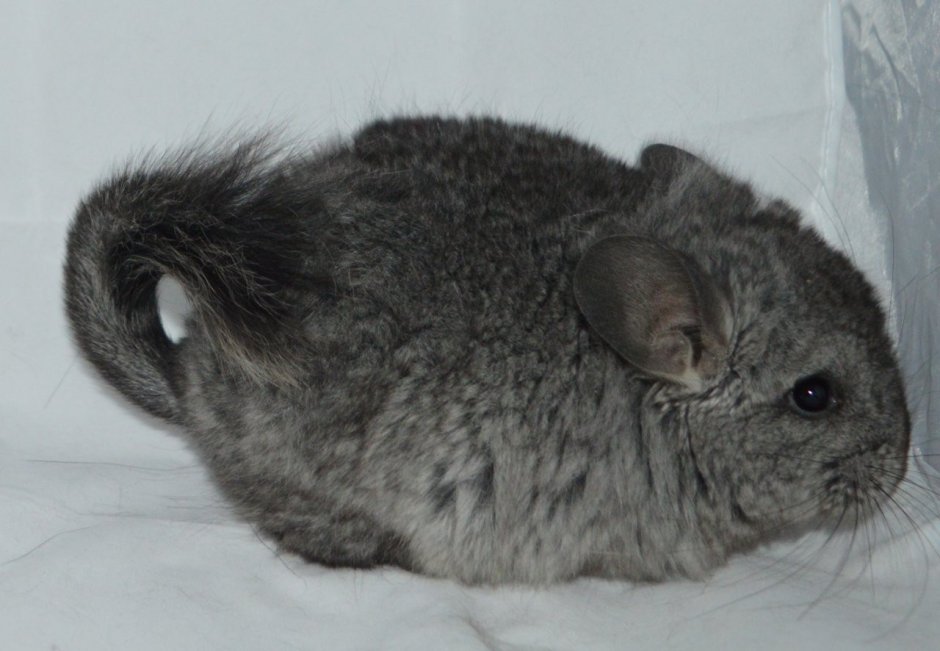 Шиншилла ангорская Королевская