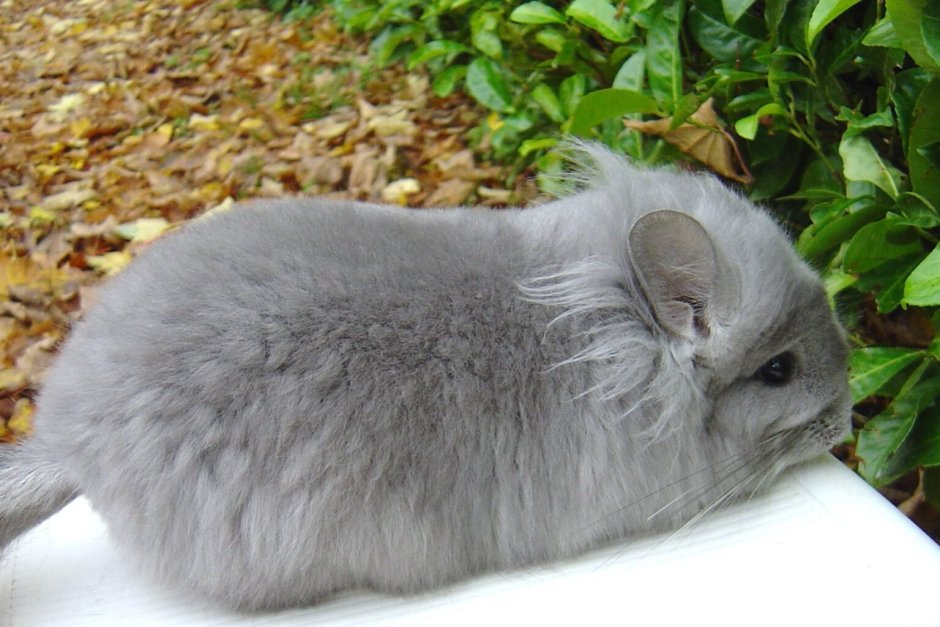 Шиншилла Персидская ангора