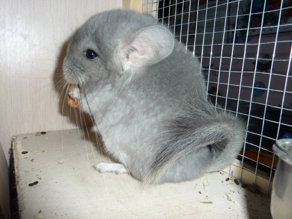 Шиншилла ангорская Королевская Персидская