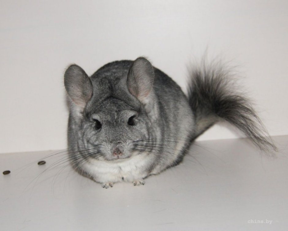 Ангорская шиншилла
