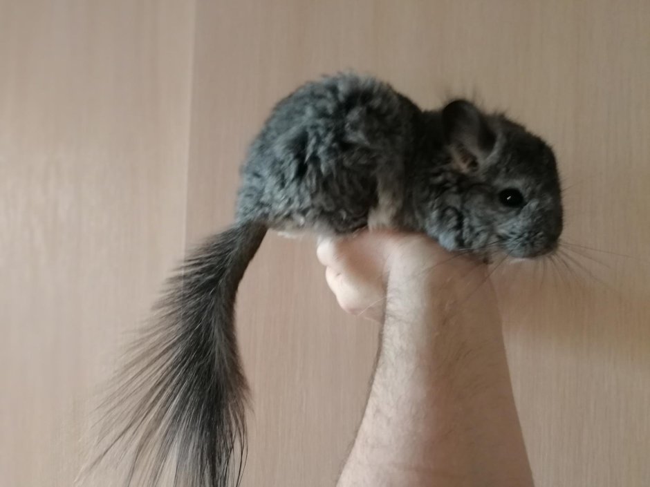 Купить шиншиллу девочку 2 года в Мариинске