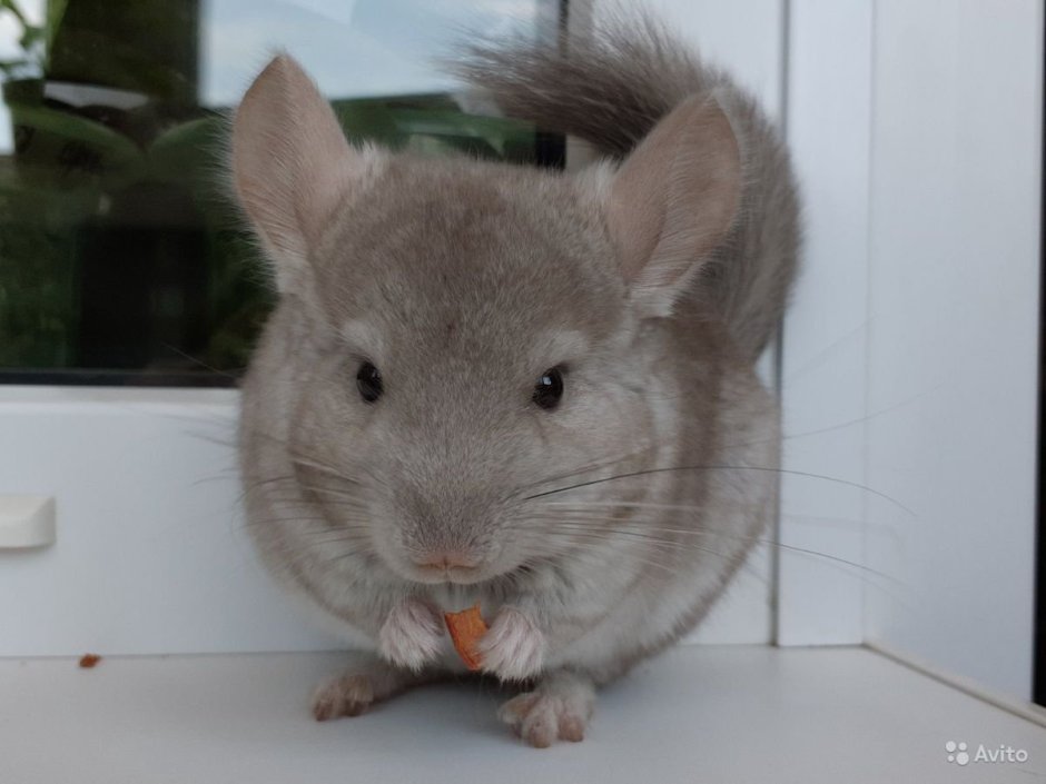 Ангорская шиншилла малыш