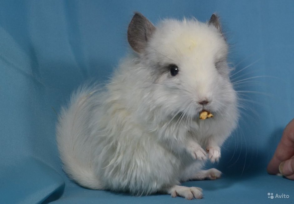 Шиншилла ангорская Королевская Персидская