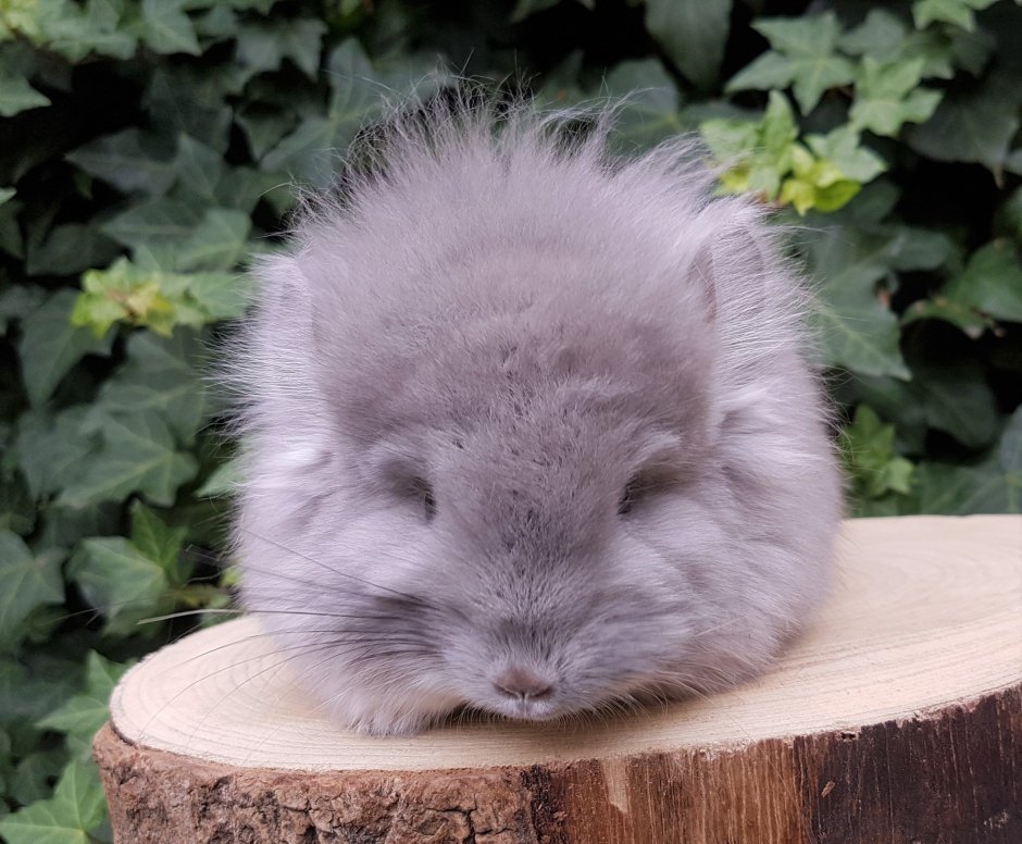 Шиншилла ангорская Королевская