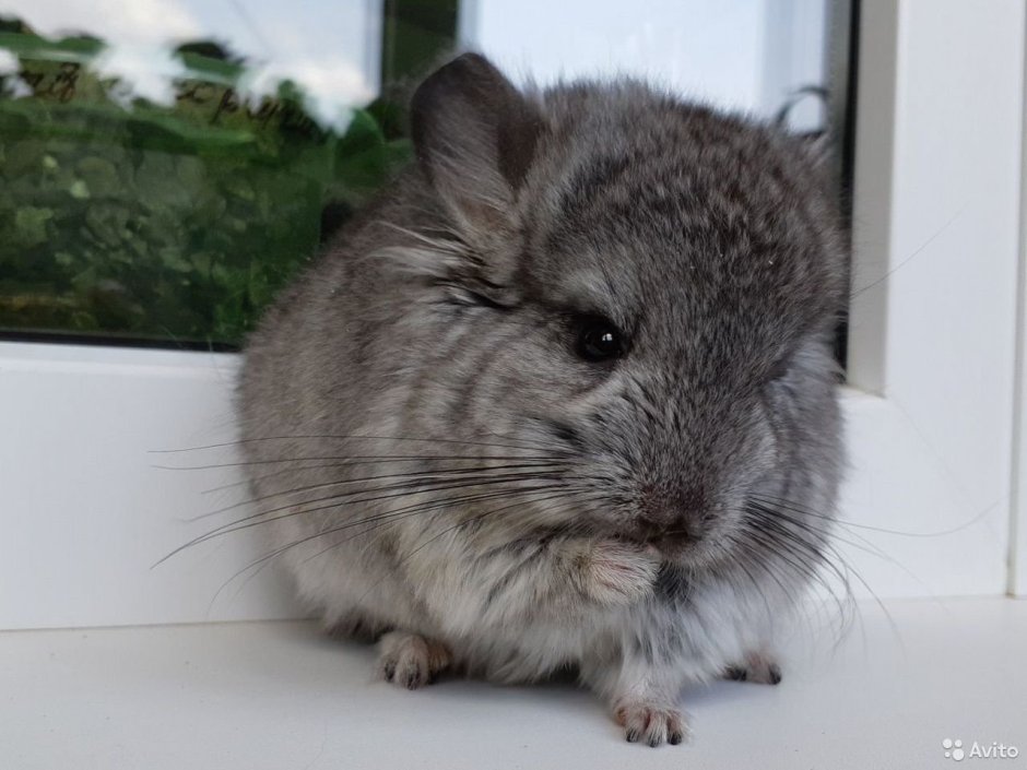 Шиншилла Королевская Персидская ангора